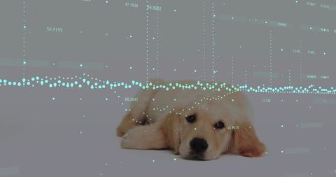 Golden retriever puppy lying with teal data visualization overlay, futuristic analytics concept