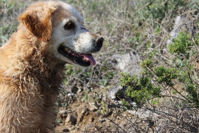 Picture of a golden retriever standing happily with its tongue out amid a field setting. Perfect for content related to pets, animals, and outdoor activities. Can be used in blogs about dog care, advertisements for pet products, and promotion of outdoor recreational activities.