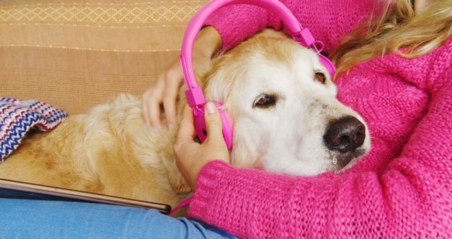 Golden Retriever wears vibrant pink headphones while relaxing on a couch. Ideal for themes like pet care, relaxation, enjoying music, and companionship. Perfect for advertisements relating to pet-friendly products, audio devices, or promoting animal therapy services.