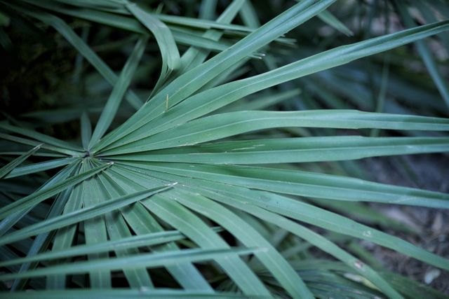 Close-up of Green Palm Leaves in Natural Light - Download Free Stock Photos Pikwizard.com
