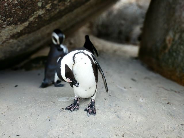 Penguins standing on sandy beach under rocky shelter. Front penguin looking downward. Ideal for use in wildlife conservation campaigns, educational materials about penguins or nature, travel guides featuring animal habitats, and blog posts about penguin behaviors and environments.
