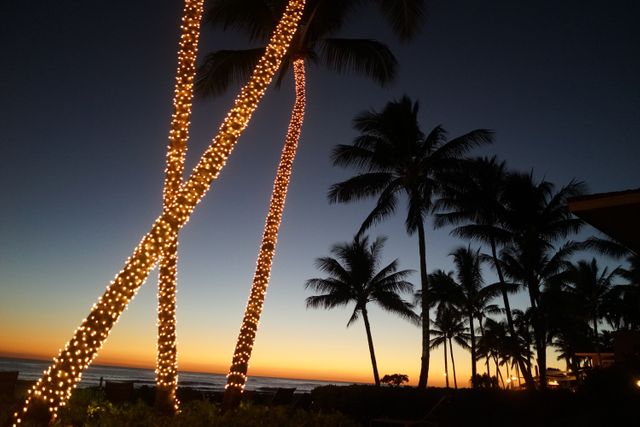 Palm Trees Adorned with Lights at Sunset in Tropical Paradise - Download Free Stock Photos Pikwizard.com