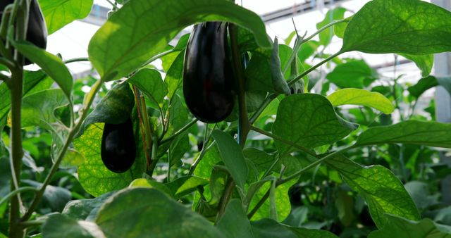 Close-up of aubergine hanging on the plants in greenhouse