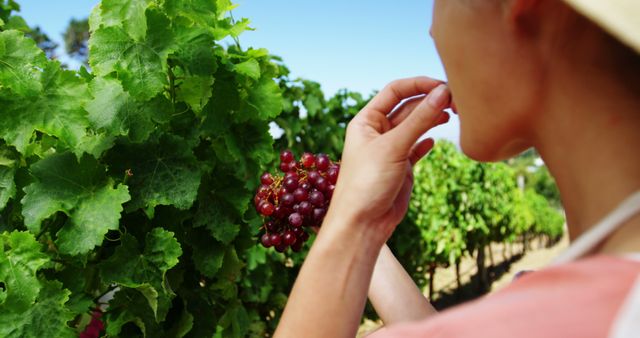 Close-up of woman eating grapes in vineyard on a sunny day