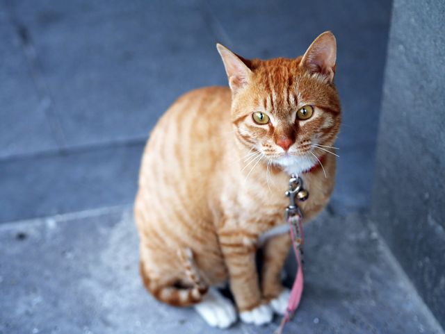 Ginger tabby cat calmly sitting on sidewalk with a leash. Suitable for pet care articles, animal blog posts, and promotional materials for cat products or pet accessories.