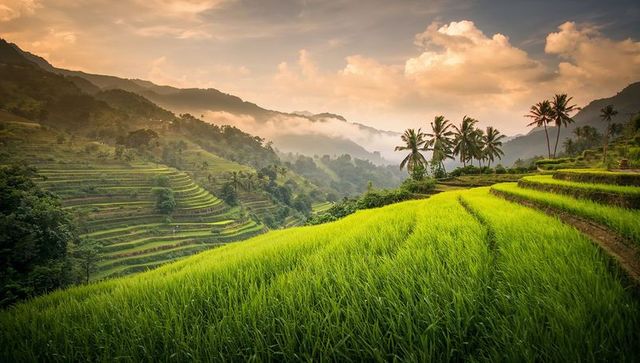 Sunset bathing terraced rice fields and palm trees across misty tropical valley at golden hour