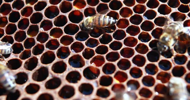 Close-Up of Bees Working on Honeycomb in Hive - Download Free Stock Images Pikwizard.com
