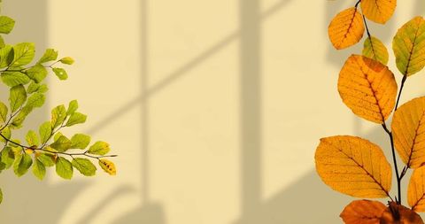 Colorful leaves with shadows on minimalist beige wall