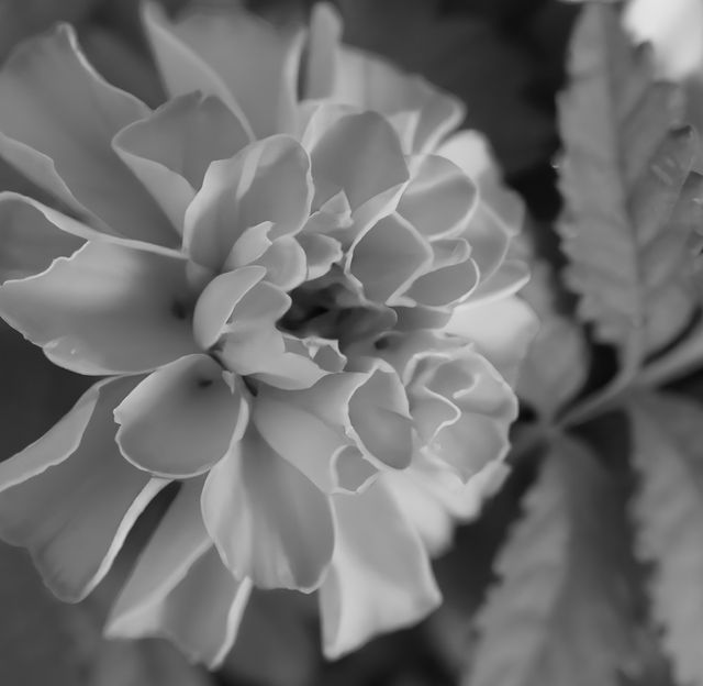 Black and white close-up capture of a flower in full bloom. Its delicate petals are intricately detailed, surrounded by lush leaves. This artwork emphasizes the natural beauty and elegance found in nature. It can be used for botanical studies, nature-themed projects, or to add a classic and timeless touch to home decor.