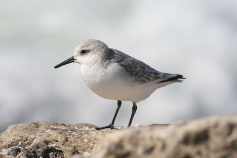 Sanderling Standing on Rock by Ocean Wave