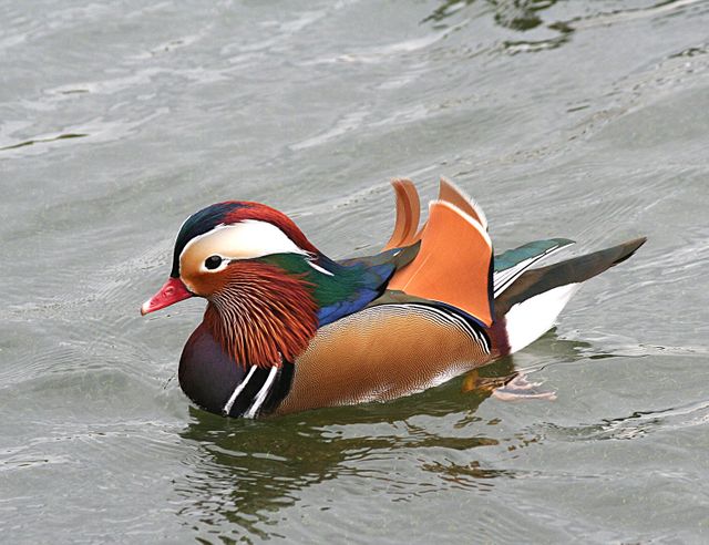 Perfect for nature and animal-related content, this image of a vibrant mandarin duck floating on water showcases the beauty of wildlife. The striking colors and serene setting make it ideal for articles, blogs, and educational materials about birds, biodiversity, and conservation efforts. It is also a great visual addition to nature magazines and decorative purposes in wildlife-themed designs.