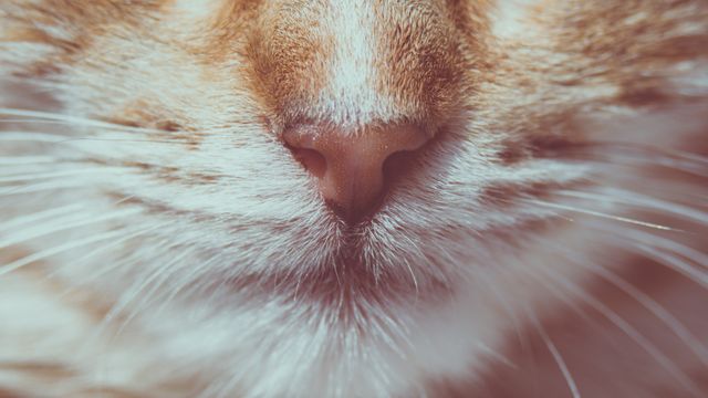 This close-up shows the nose and whiskers of a ginger cat, providing a detailed view of its fur and facial features. Perfect for animal-themed magazines, pet products advertisements, or veterinary clinics looking for engaging visual content. Ideal for presentations, blogs, and educational materials about cats and their physiology.