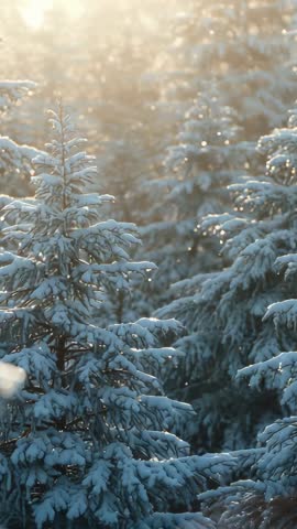 Vertical winter video: Sunrise backlighting snow-covered firs with glittering falling snow