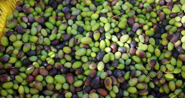 Freshly Harvested Green and Purple Olives in a Yellow Container - Download Free Stock Images Pikwizard.com