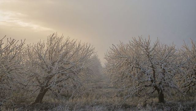 Misty sunrise over frost-coated orchard rows framing central path with hoarfrost glow