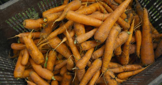 A fresh harvest of carrots fills a basket. Rich in vitamins, these carrots are ideal for a healthy diet and culinary use.