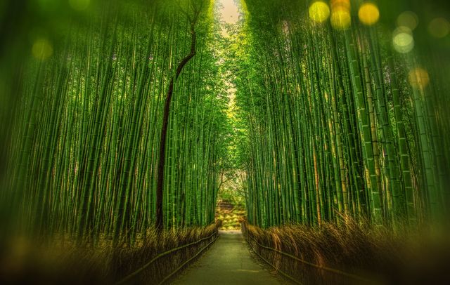 Serene Pathway through Lush Bamboo Forest - Download Free Stock Photos Pikwizard.com