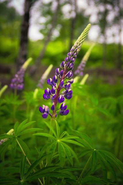 Close Up of Purple Lupine Flower in Green Meadow - Download Free Stock Photos Pikwizard.com