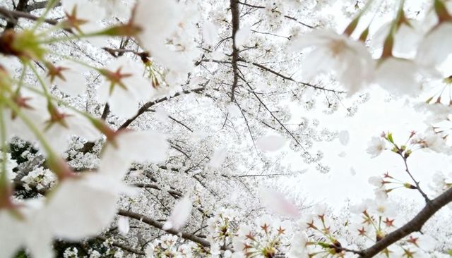 Spring Cherry Blossoms Blooming Overhead with Falling Petals and Soft Pastel Light