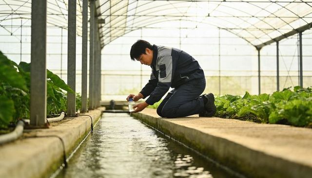 Greenhouse technician collecting water sample from irrigation channel for crop monitoring