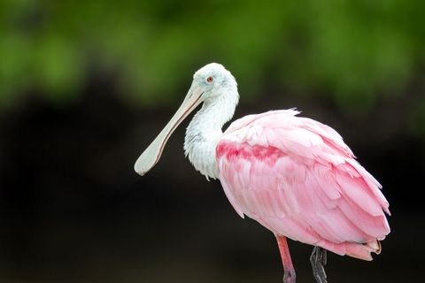 Pink Roseate Spoonbill Wading in Lush Green Wetlands