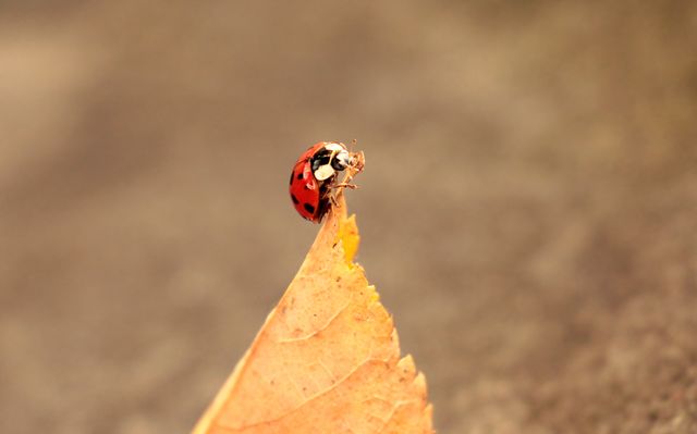 Close-up of a ladybug perched on the tip of a dry leaf with a blurred background. Perfect for use in nature-themed articles, wildlife documentaries, educational materials about insects, and autumn season projects. Highlights the delicate details of the ladybug and its natural habitat.