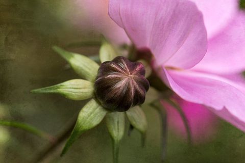 Pink flower bud opening beside soft petals with vintage textured green background