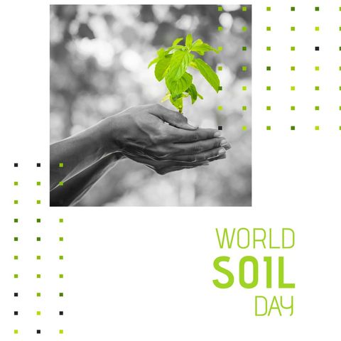 Celebrating World Soil Day with Sustainable Practices