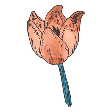 transparent isolated digital pink rose illustration - Download Free Stock Videos Pikwizard.com