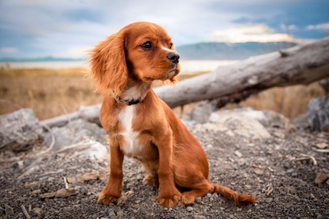 Cavalier King Charles Spaniel puppy sitting on rocky ground by woodland area. Puppy exhibiting curious expression, surrounded by dry grass and large fallen tree trunks. Blue sky with scattering of clouds in the background, mountains visible in distance. Perfect for pet advertisements, outdoor activity promotions, or animal-themed content.
