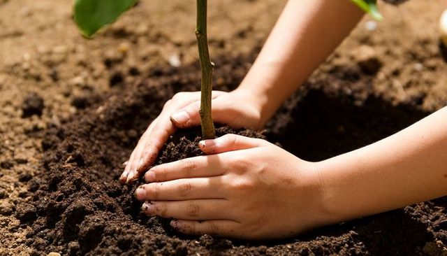 Child planting young sapling in backyard garden nurturing growth with bare hands in sunlight