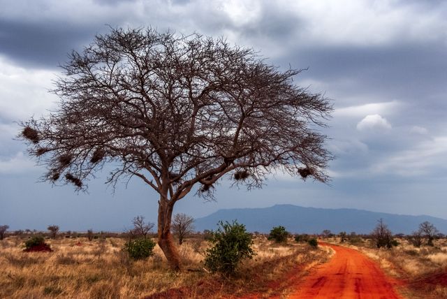 Lone barren tree stands prominently along red dirt road on an open savannah with dramatic stormy skies. Ideal for concepts related to travel, adventure, wilderness, African landscapes, ecological beauty, great outdoors, rural life, and nature photography. Perfect for use in travel blogs, adventure magazines, environmental documentaries, and educational materials.