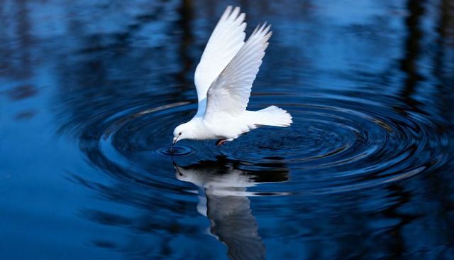 White dove skimming mirrorlike blue water creating concentric ripples and crisp reflection