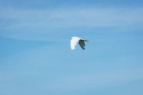 White egret soaring across clear blue sky with outstretched wings and yellow feet, minimalist