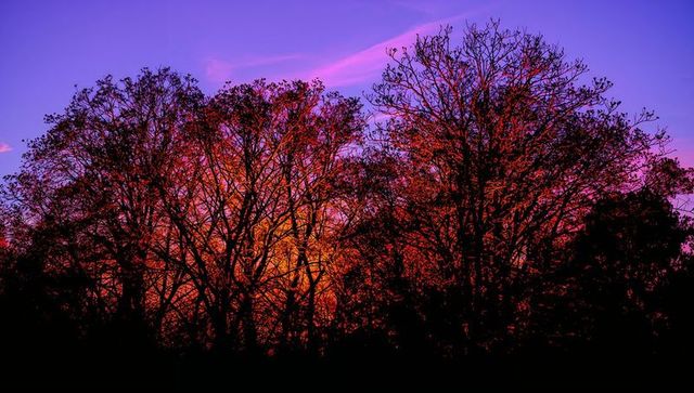 Silhouetting deciduous trees forming intricate branch patterns against vivid purple and orange sunse