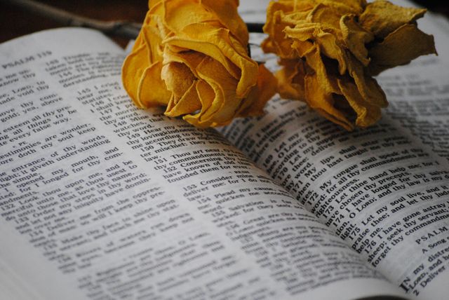 Close-up of an open Bible with wilting yellow roses placed on top. The text on the Bible is open to Psalm 119, showcasing intricate details of both the scripture and the dried flowers. Ideal for use in religious contexts, spiritual reflections, Christian faith promotions, or as a symbol of the passage of time and devotion. Can be used for blog posts, religious articles, or spiritual social media posts.