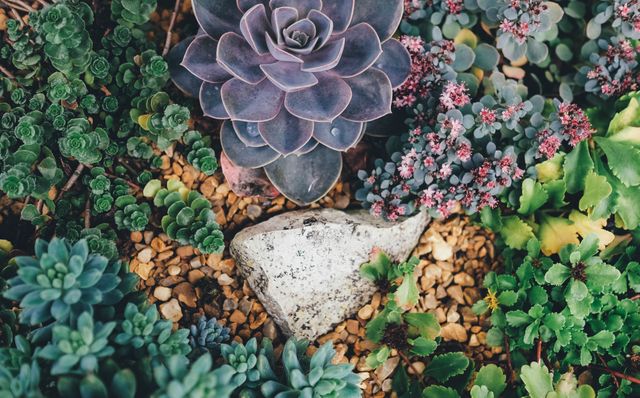 This image shows a vibrant assortment of succulents and greenery surrounding a rock. Ideal for illustrating gardening blogs, plant care articles, and home decor websites. Useful for promoting gardening supplies, plant nurseries, and eco-friendly products.