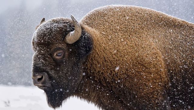 Majestic american bison standing in snowstorm showing woolly coat and curved horn