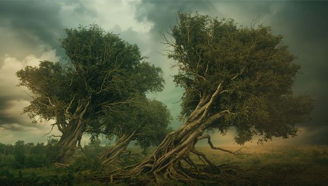 Two Ancient Trees Defying the Elements in Stormy Sky