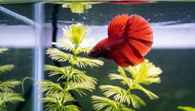 Vibrant red betta fish swimming with flared tail among feathery aquarium plants at surface