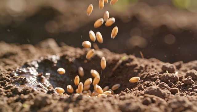 Scattering wheat seeds into moist garden soil closeup sunlit golden kernels falling