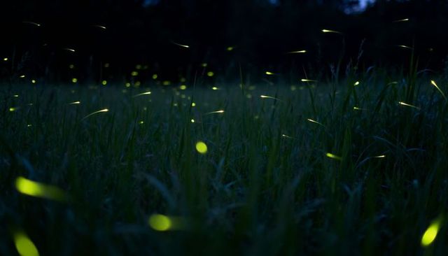 Fireflies lighting twilight meadow with glowing trails over tall grass, dreamy nightscape