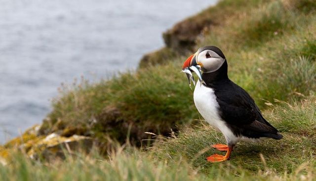 Atlantic puffin standing on grassy cliff holding fish near rocky coast with ocean backdrop