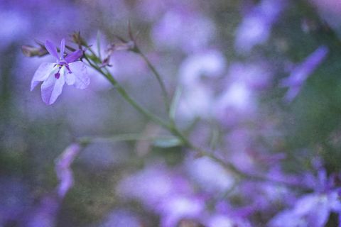 Delicate Lavender Flowers in Soft Focus