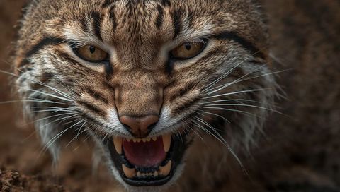 Snarling wildcat closeup showing canines and whiskers with amber eyes intense portrait