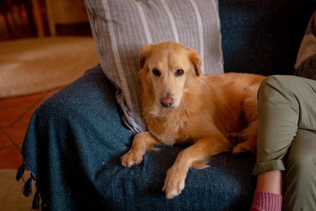 Golden retriever lying comfortably on a sofa in a cozy living room. Ideal for use in articles or advertisements about pet care, home decor, and domestic lifestyles. Perfect for illustrating the bond between pets and their owners, or for promoting pet-friendly home environments.