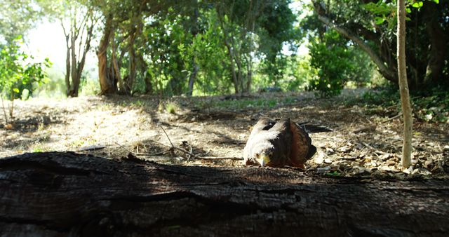 Resting Bird of Prey on Forest Floor - Download Free Stock Photos Pikwizard.com