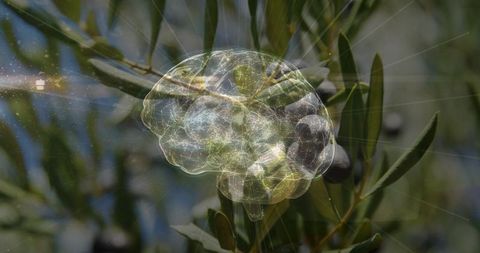 Holographic Brain Overlay on Olive Orchard Symbolizing Innovation