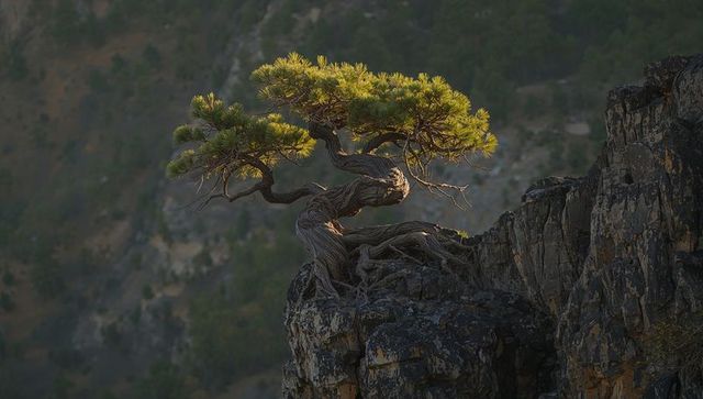 Clinging twisted pine gripping cliff edge with sunlit canopy and gnarled roots