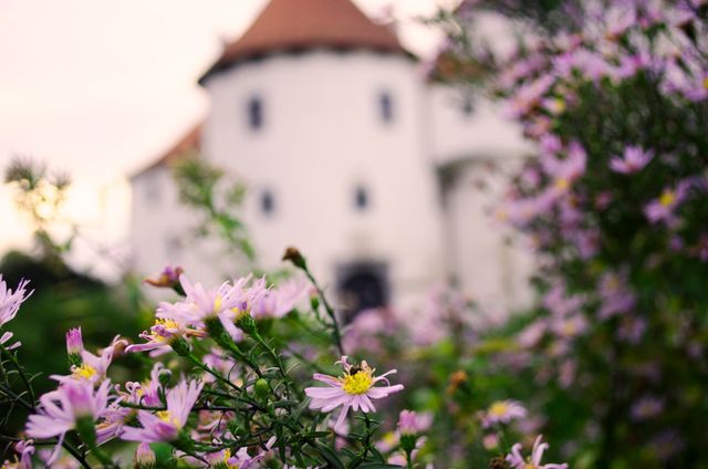 Image depicts a historic white castle with a garden of colorful flowers in the foreground. The castle's architecture and soft-focus flowers create a serene and picturesque atmosphere. Ideal for use in travel blogs, historical articles, garden and nature-related content, or romantic getaway promotions.